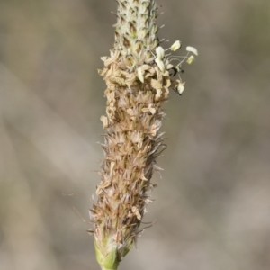 Plantago lanceolata at Michelago, NSW - 25 Nov 2018 09:11 AM