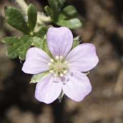 Geranium potentilloides (Soft Crane's-bill) at Illilanga & Baroona - 11 Jan 2019 by Illilanga