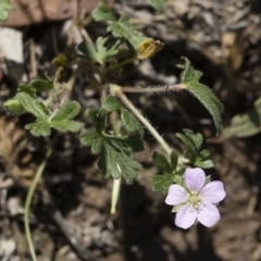 Geranium potentilloides at Michelago, NSW - 12 Jan 2019 09:33 AM