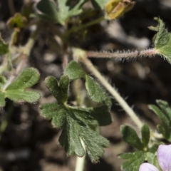 Geranium potentilloides at Michelago, NSW - 12 Jan 2019