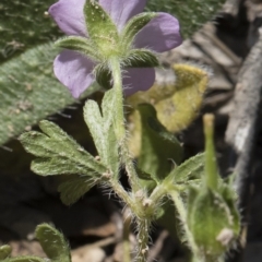 Geranium potentilloides at Michelago, NSW - 12 Jan 2019 09:33 AM