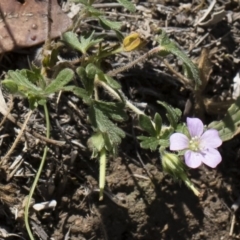 Geranium potentilloides at Michelago, NSW - 12 Jan 2019