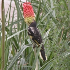 Anthochaera phrygia (Regent Honeyeater) at Banks, ACT - 9 Dec 2010 by Beakybird