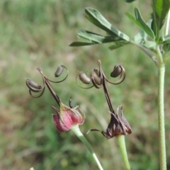 Geranium sp. Pleated sepals (D.E.Albrecht 4707) Vic. Herbarium at Conder, ACT - 17 Feb 2019 by michaelb