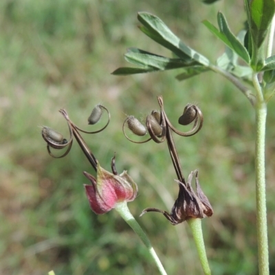 Geranium sp. Pleated sepals (D.E.Albrecht 4707) Vic. Herbarium at Pollinator-friendly garden Conder - 17 Feb 2019 by michaelb