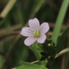 Geranium sp. Pleated sepals (D.E.Albrecht 4707) Vic. Herbarium at Conder, ACT - 18 Feb 2019