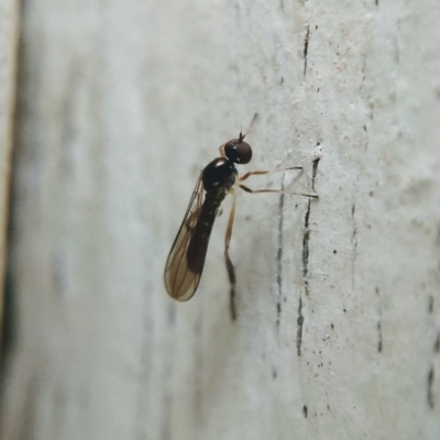 Ocydromiinae sp. (subfamily) at Ngunnawal, ACT - 15 Jun 2019 by Angus44