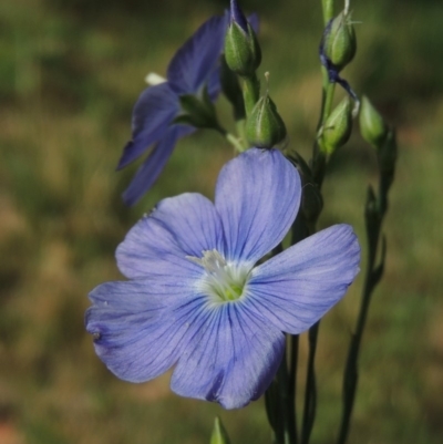 Linum marginale (Native Flax) at Pollinator-friendly garden Conder - 23 Oct 2014 by michaelb