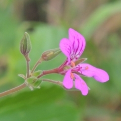 Pelargonium rodneyanum (Magenta Stork's Bill) at Pollinator-friendly garden Conder - 5 Dec 2018 by michaelb