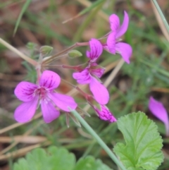 Pelargonium rodneyanum at Conder, ACT - 6 Dec 2018