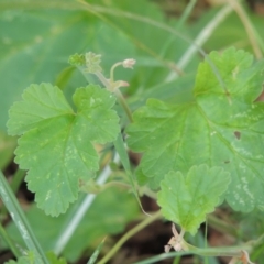 Pelargonium rodneyanum at Conder, ACT - 6 Dec 2018