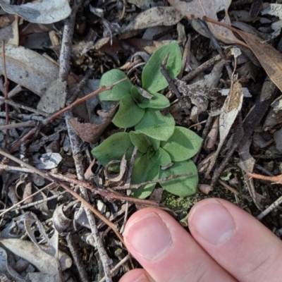 Pterostylidinae (greenhood alliance) (A Greenhood) at Bruce, ACT - 21 Jun 2019 by MattM