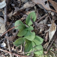 Pterostylidinae (greenhood alliance) at Bruce, ACT - 21 Jun 2019