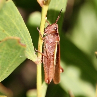 Schizobothrus flavovittatus (Disappearing Grasshopper) at Bermagui, NSW - 16 Apr 2019 by RossMannell