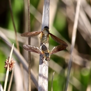 Comptosia sp. (genus) at Bermagui, NSW - 16 Apr 2019 11:59 AM