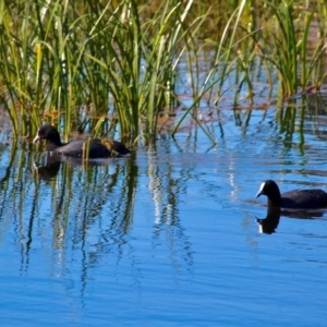 Fulica atra at Bermagui, NSW - 16 Apr 2019