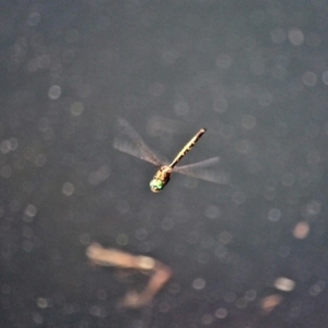 Hemicordulia australiae at Bermagui, NSW - 16 Apr 2019