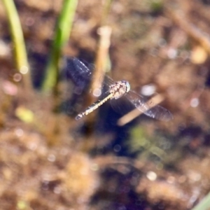 Hemicordulia australiae at Bermagui, NSW - 16 Apr 2019