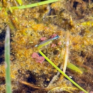 Ischnura heterosticta at Bermagui, NSW - 16 Apr 2019