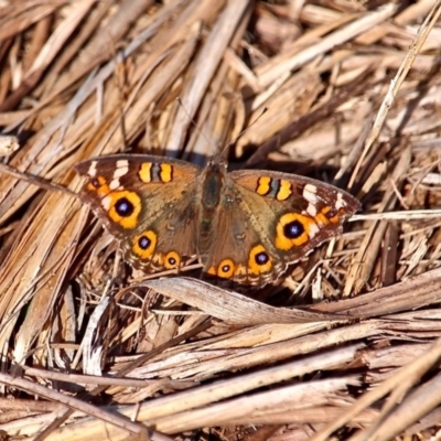 Junonia villida (Meadow Argus) at Bermagui, NSW - 16 Apr 2019 by RossMannell