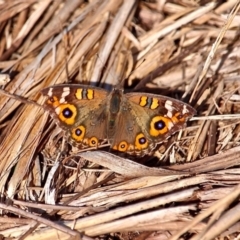 Junonia villida (Meadow Argus) at Bermagui, NSW - 16 Apr 2019 by RossMannell