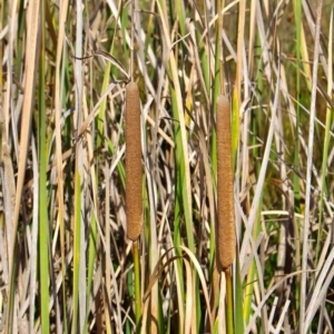 Typha orientalis at Bermagui, NSW - 16 Apr 2019 12:01 PM