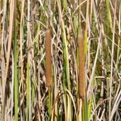 Typha orientalis (Broad-leaved Cumbumgi) at Bermagui, NSW - 16 Apr 2019 by RossMannell
