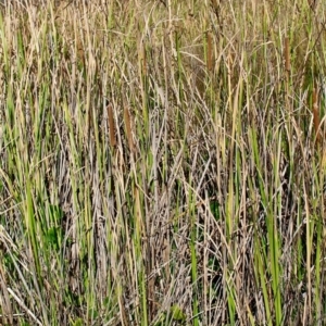 Typha orientalis at Bermagui, NSW - 16 Apr 2019