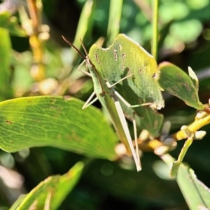 Acrida conica at Bermagui, NSW - 16 Apr 2019 01:25 PM