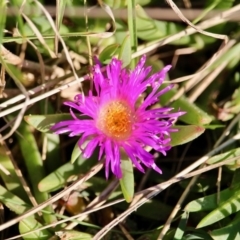 Carpobrotus glaucescens (Pigface) at Wallaga Lake, NSW - 16 Apr 2019 by RossMannell