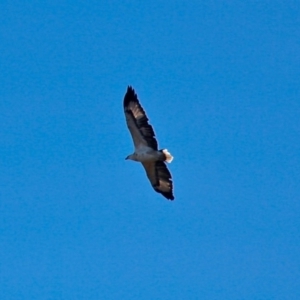 Haliaeetus leucogaster at Wallaga Lake, NSW - 16 Apr 2019