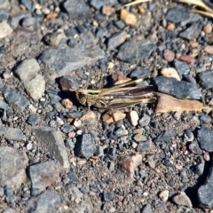 Caledia captiva at Bermagui, NSW - 16 Apr 2019 01:20 PM