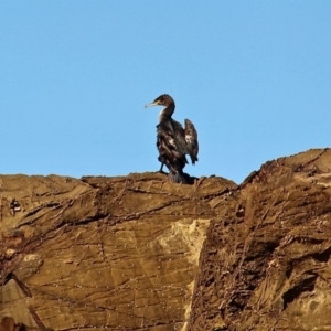 Phalacrocorax carbo at Wallaga Lake, NSW - 16 Apr 2019 03:58 PM