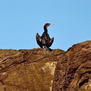 Phalacrocorax carbo at Wallaga Lake, NSW - 16 Apr 2019