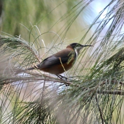 Acanthorhynchus tenuirostris (Eastern Spinebill) at Bermagui, NSW - 16 Apr 2019 by RossMannell