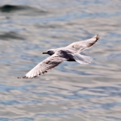 Chroicocephalus novaehollandiae (Silver Gull) at Bermagui, NSW - 16 Apr 2019 by RossMannell