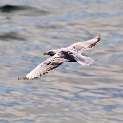 Chroicocephalus novaehollandiae (Silver Gull) at Bermagui, NSW - 16 Apr 2019 by RossMannell