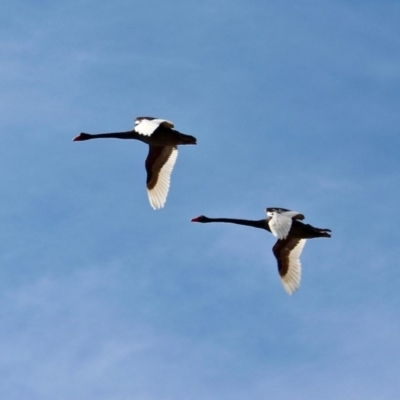 Cygnus atratus (Black Swan) at Bermagui, NSW - 16 Apr 2019 by RossMannell