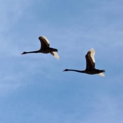 Cygnus atratus at Bermagui, NSW - 16 Apr 2019