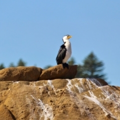 Microcarbo melanoleucos (Little Pied Cormorant) at Bermagui, NSW - 16 Apr 2019 by RossMannell