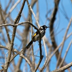 Phylidonyris novaehollandiae at Bermagui, NSW - 16 Apr 2019