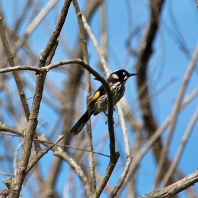 Phylidonyris novaehollandiae (New Holland Honeyeater) at Bermagui, NSW - 16 Apr 2019 by RossMannell