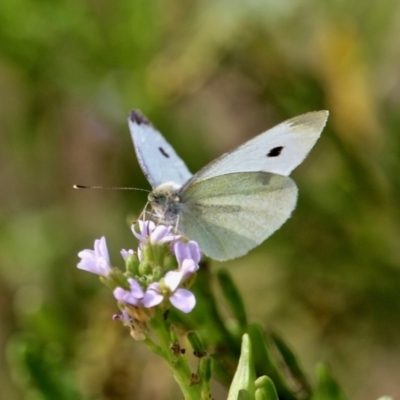 Pieris rapae (Cabbage White) at Bermagui, NSW - 16 Apr 2019 by RossMannell