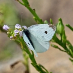 Pieris rapae at Bermagui, NSW - 16 Apr 2019