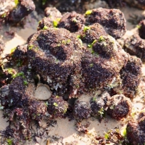 Pyura stolonifera at Bermagui, NSW - 16 Apr 2019