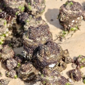 Pyura stolonifera at Bermagui, NSW - 16 Apr 2019