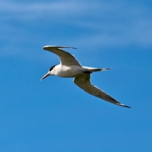 Thalasseus bergii at Bermagui, NSW - 16 Apr 2019