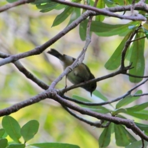 Zosterops lateralis at Bermagui, NSW - 16 Apr 2019