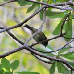 Zosterops lateralis (Silvereye) at Bermagui, NSW - 16 Apr 2019 by RossMannell