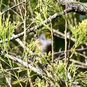 Zosterops lateralis at Bermagui, NSW - 16 Apr 2019